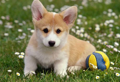 Dog Grooming Murrieta Murrieta