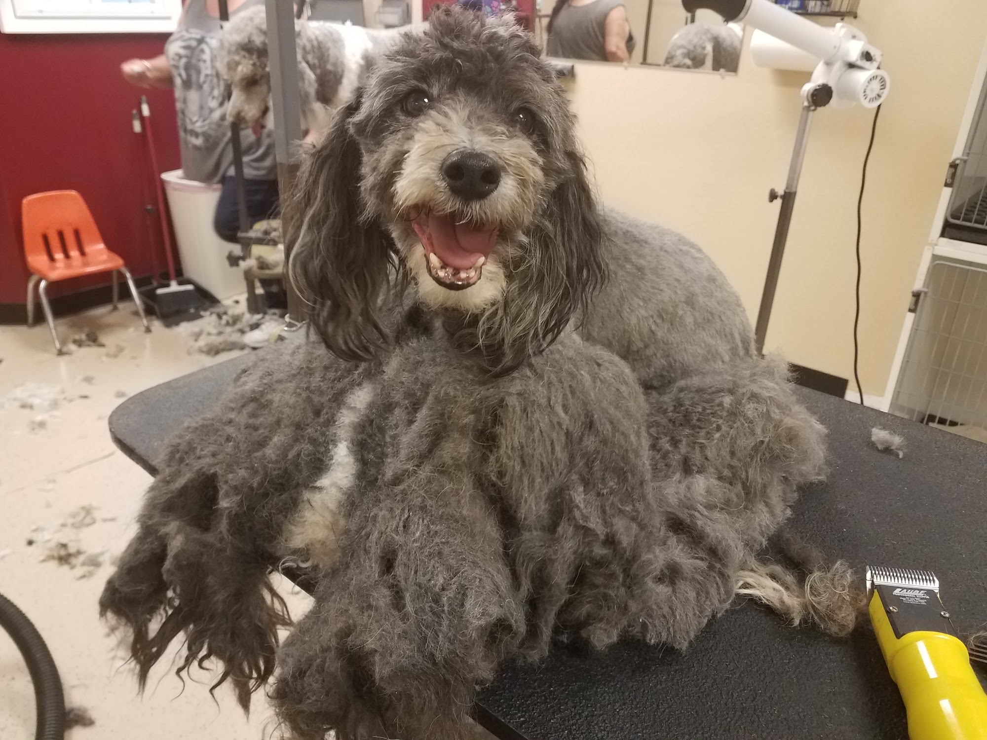 Diamond in the Ruff Pet Salon Murrieta