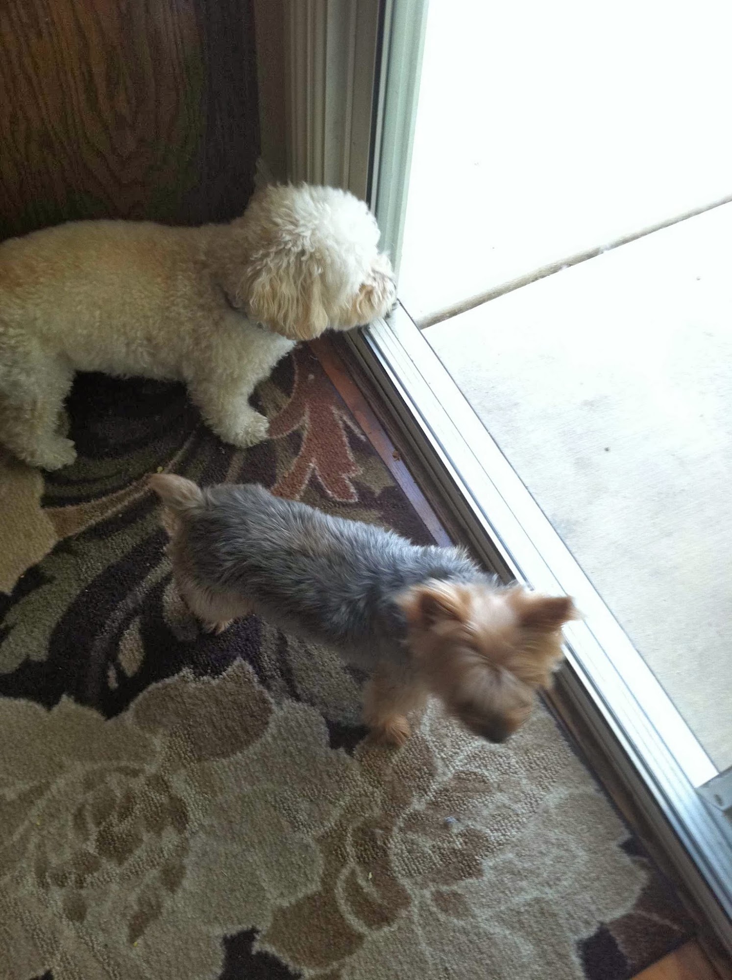 Lovingkindness Pet Care Murrieta