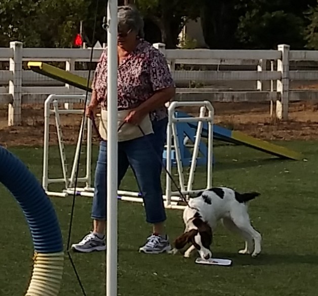 Astro's Agility Academy Napa