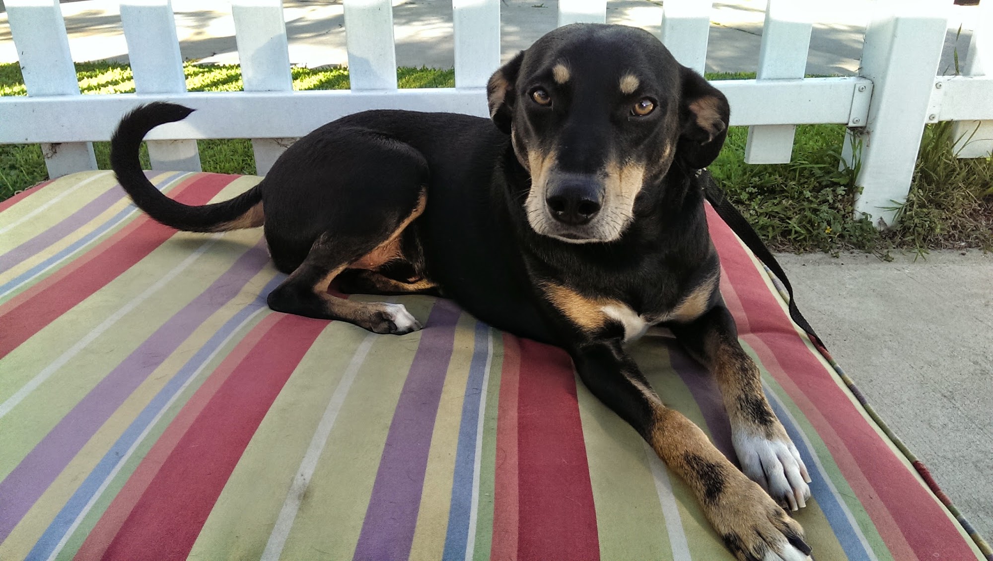 Kind To Canines Newport Beach