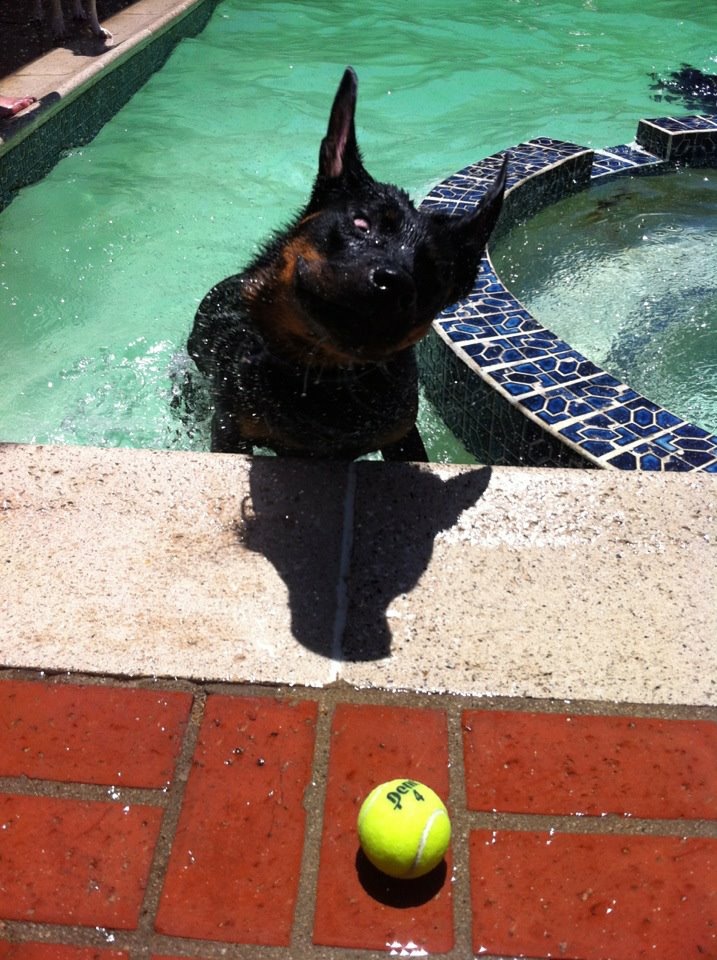 For A Civilized Dog Newport Beach