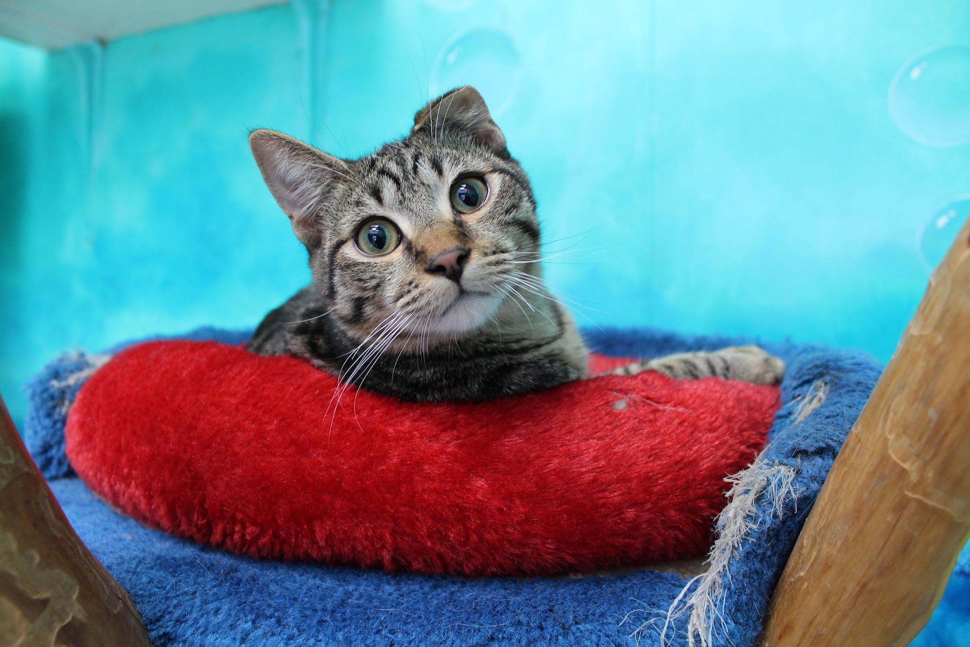 National Cat Protection Society Newport Beach