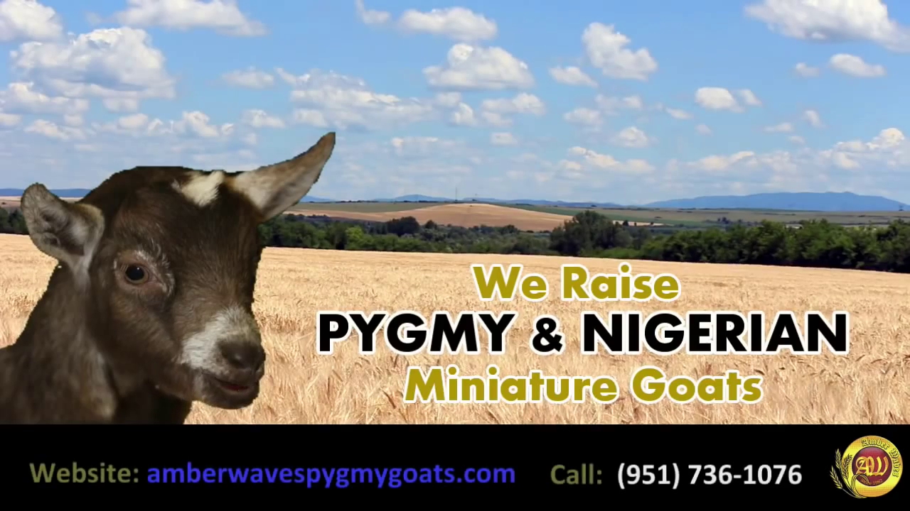 Amber Waves Pygmy Goats, Great Pyrenees and Bearded Bantam Silkies OPEN BY APPOINTMENT