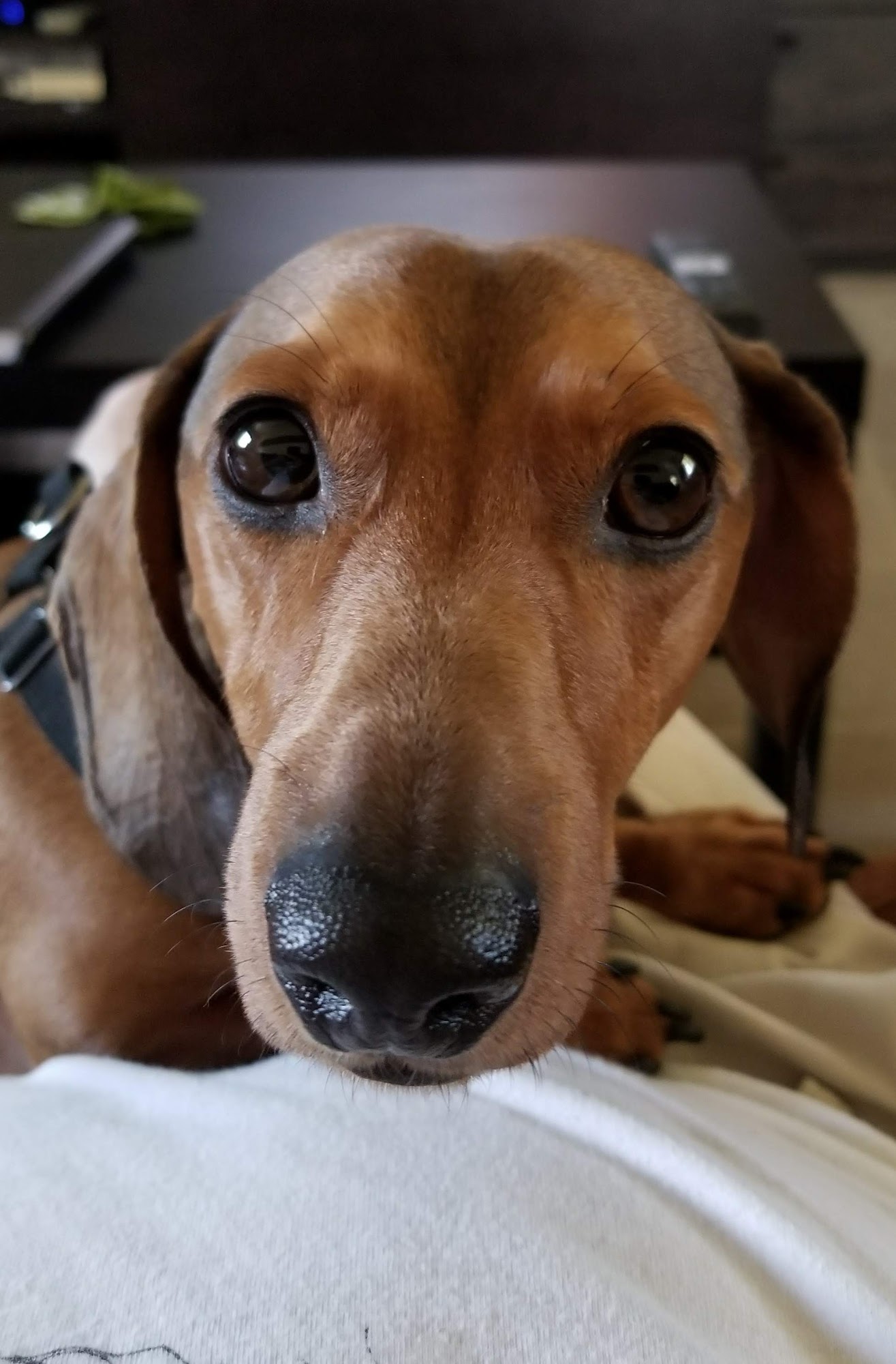 Sheri Livingstone Pet Grooming North Highlands