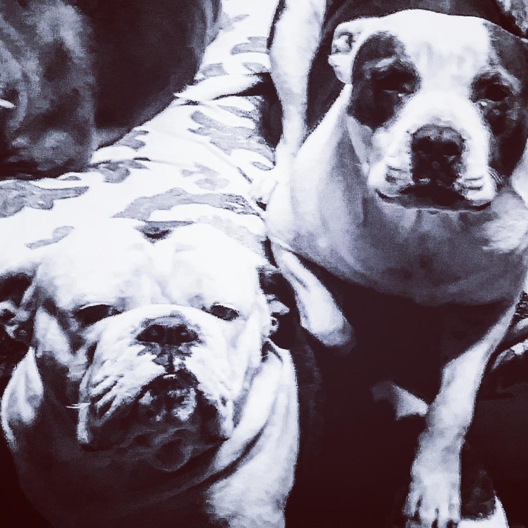 Doggie Style Grooming Salon North Highlands