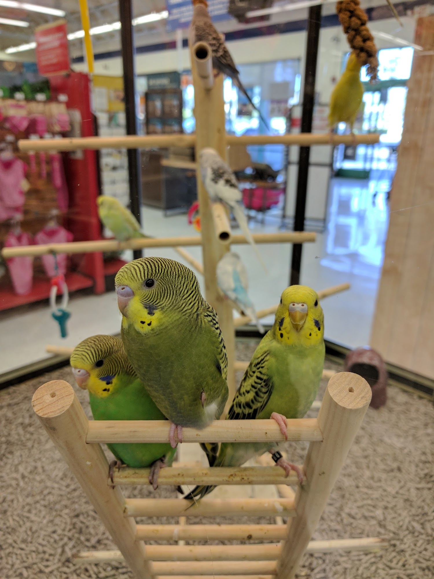 Petco