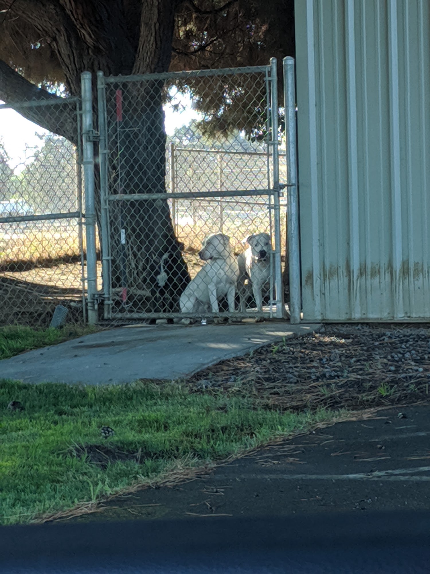 Escalon City Animal Control Oakdale
