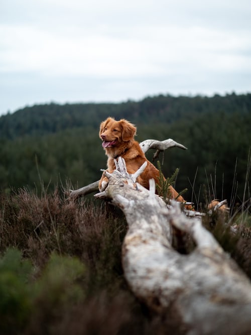 Twer Bird Dog Kennels Oakdale
