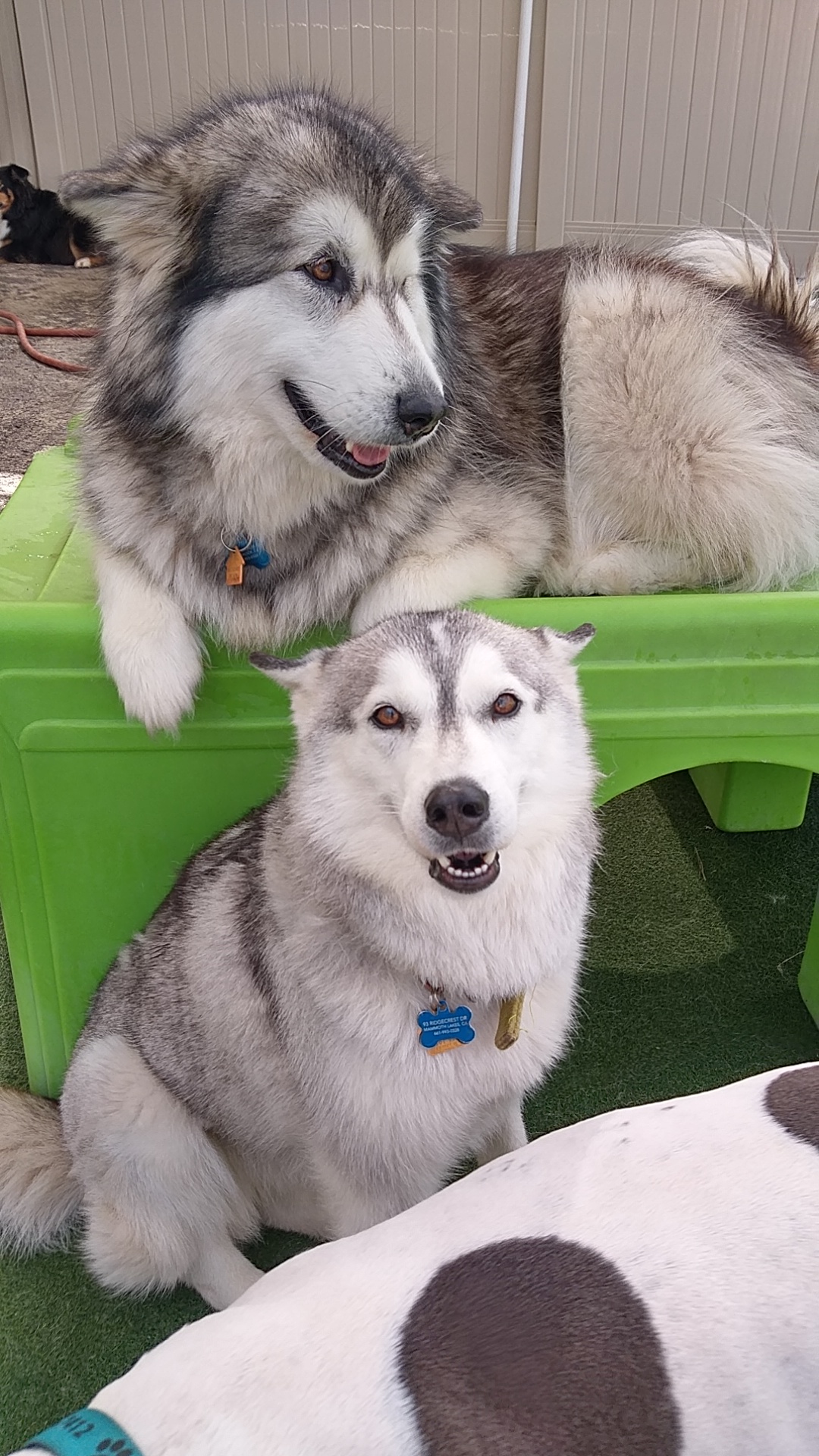 Dog Dayz of California Oceanside