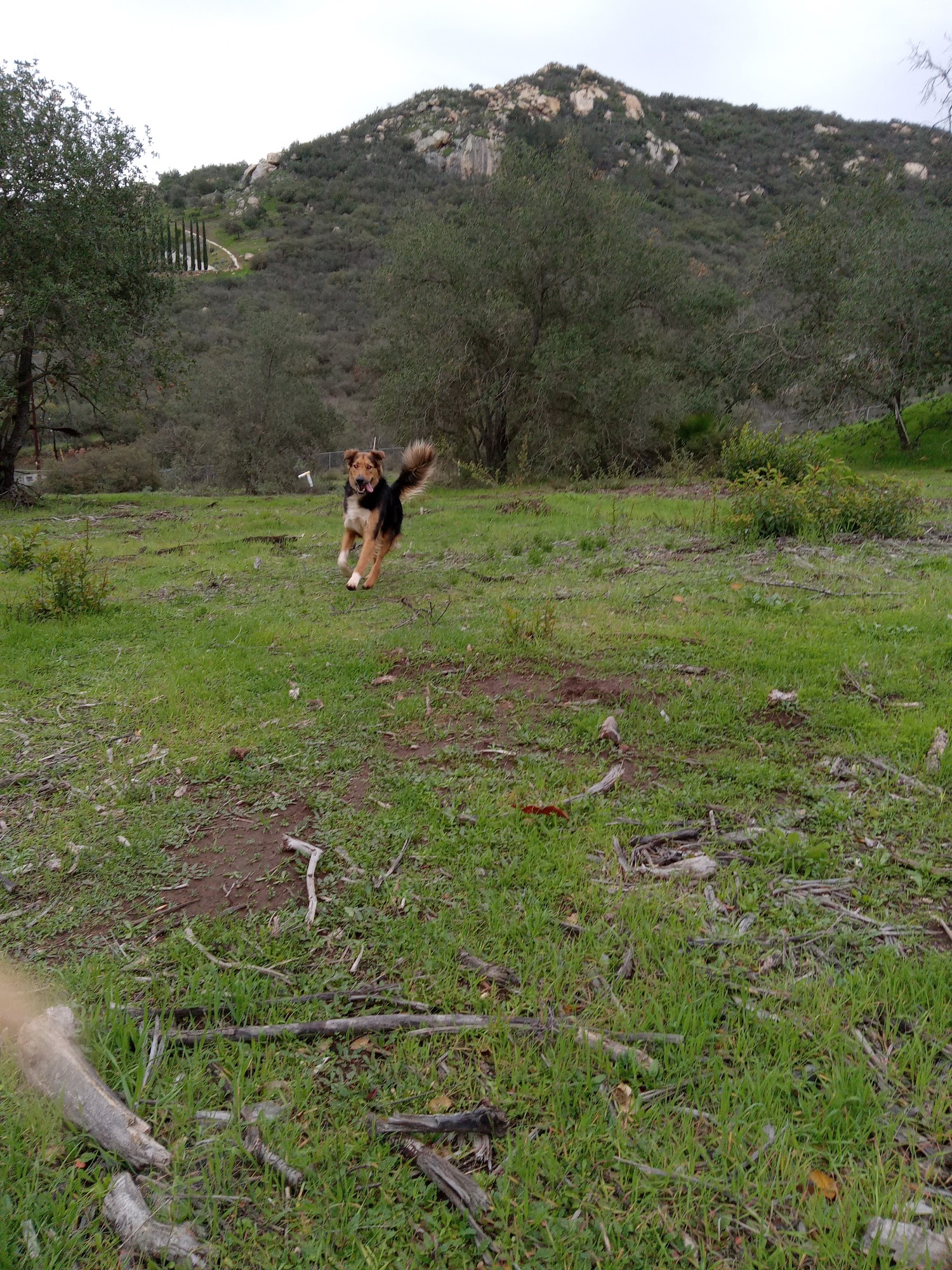 Beach City Dogs Oceanside