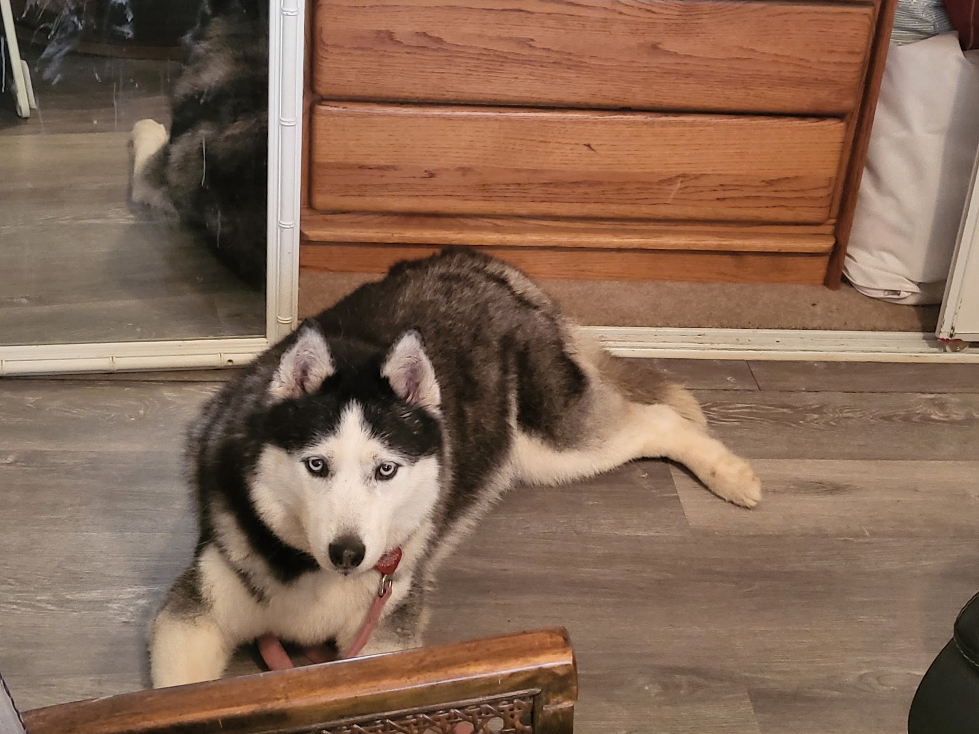 Pooch Caboose Oceanside