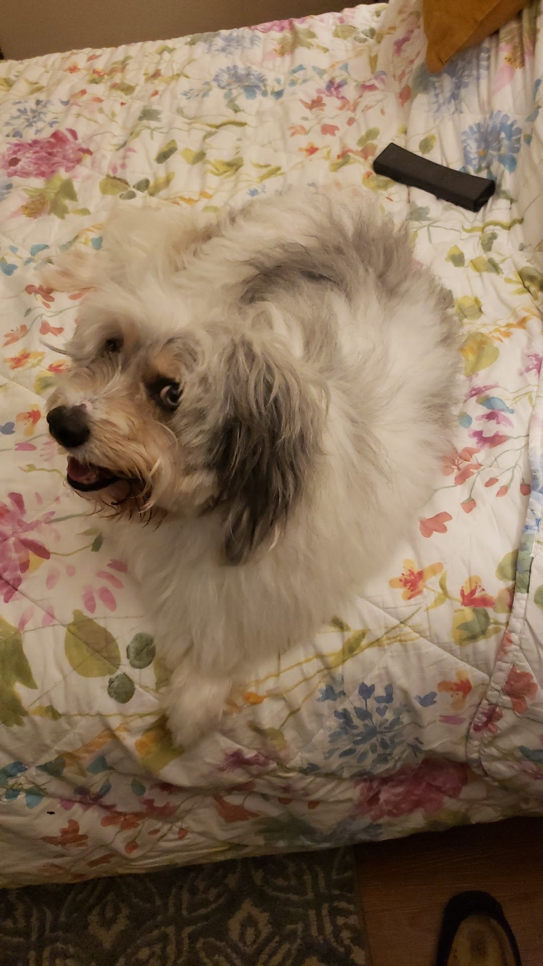 Oceana Pet Stop Oceanside