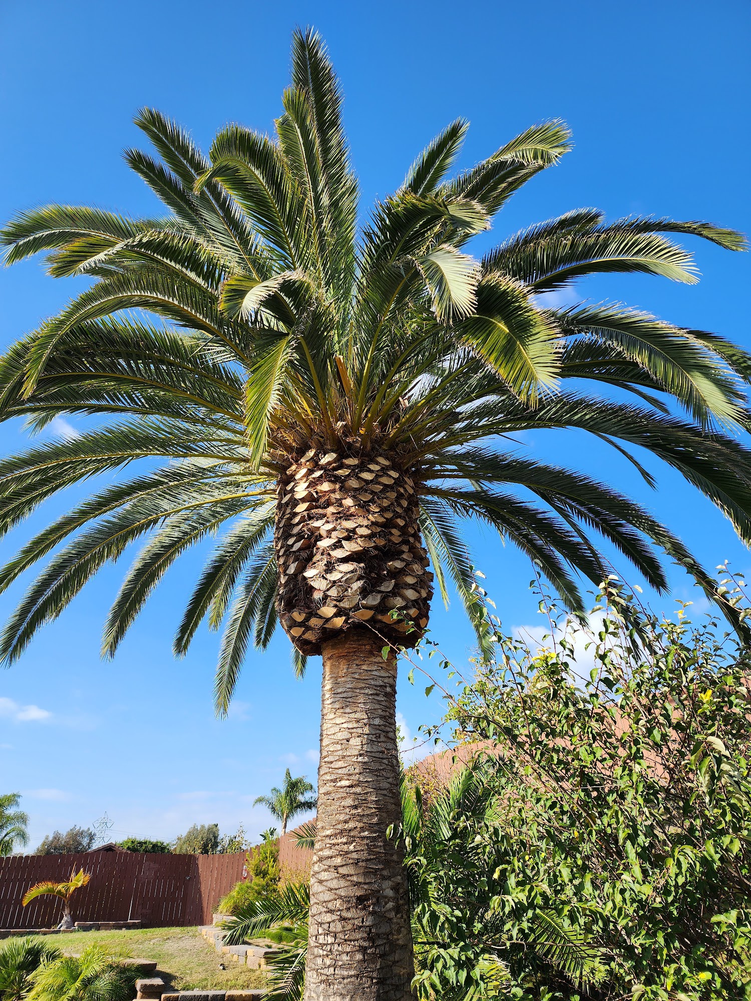 Oceanside Tree Service John Carter