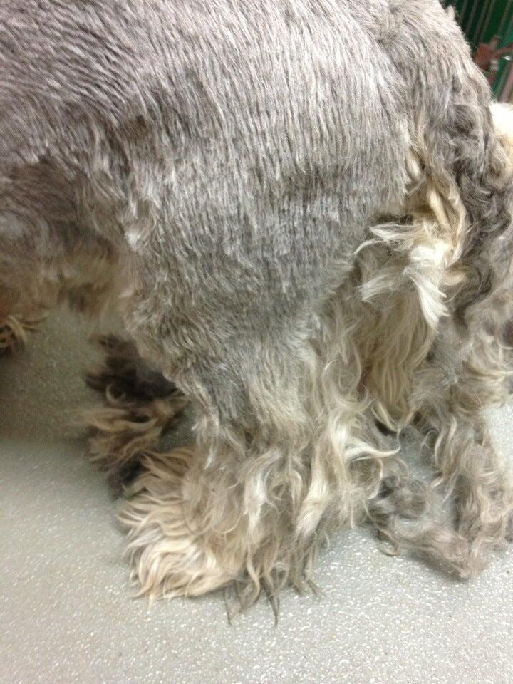 Euclid Dog Grooming Ontario