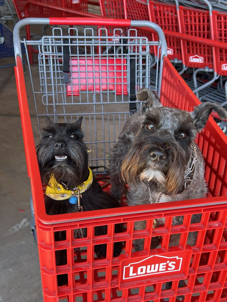 Sandy's Grooming Orange
