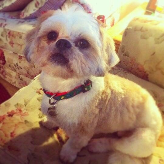 Tami's Grooming Orange