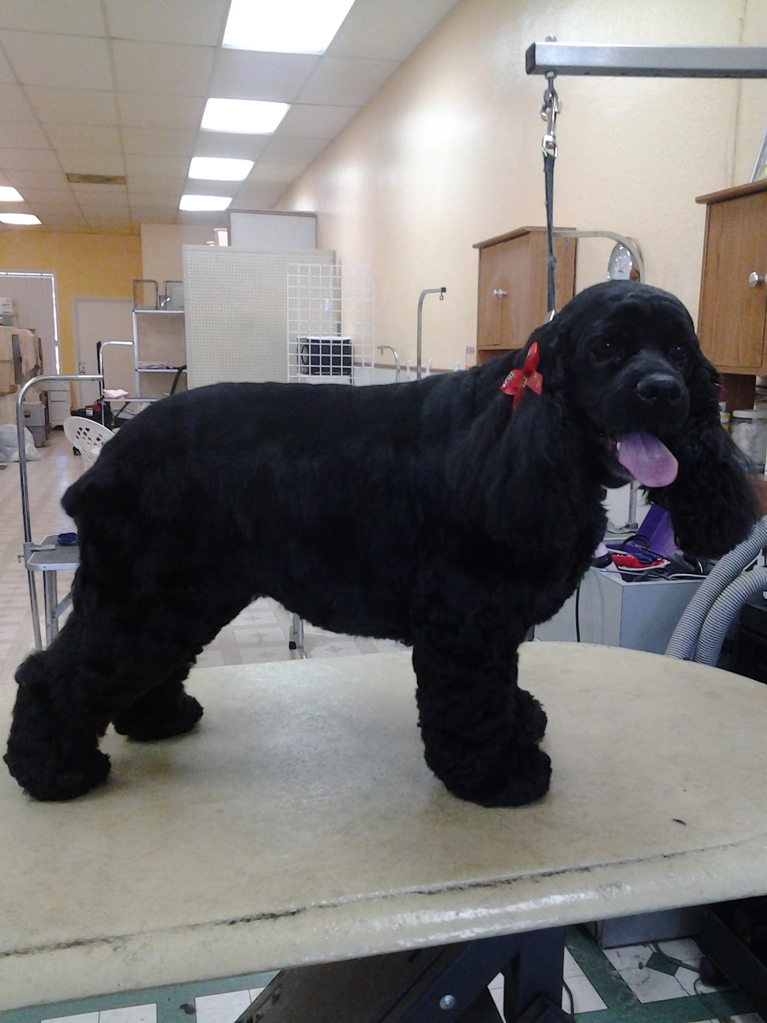 Furr Paradise Pet Grooming Orange