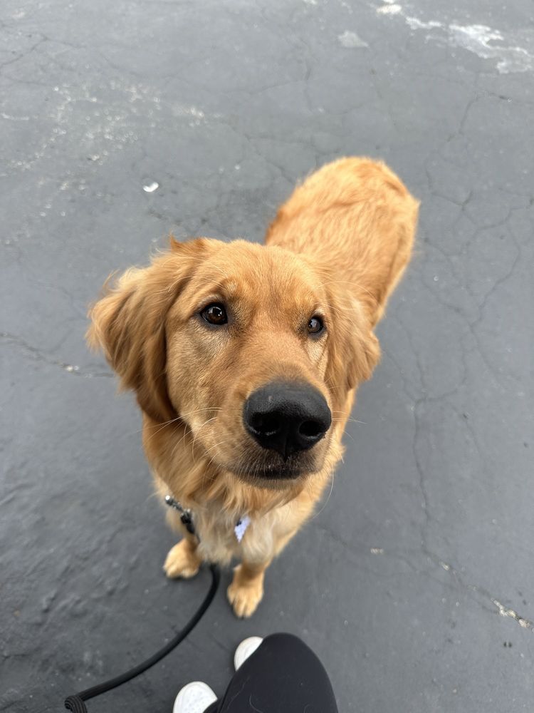 The Clip Joint Pet Grooming Orange
