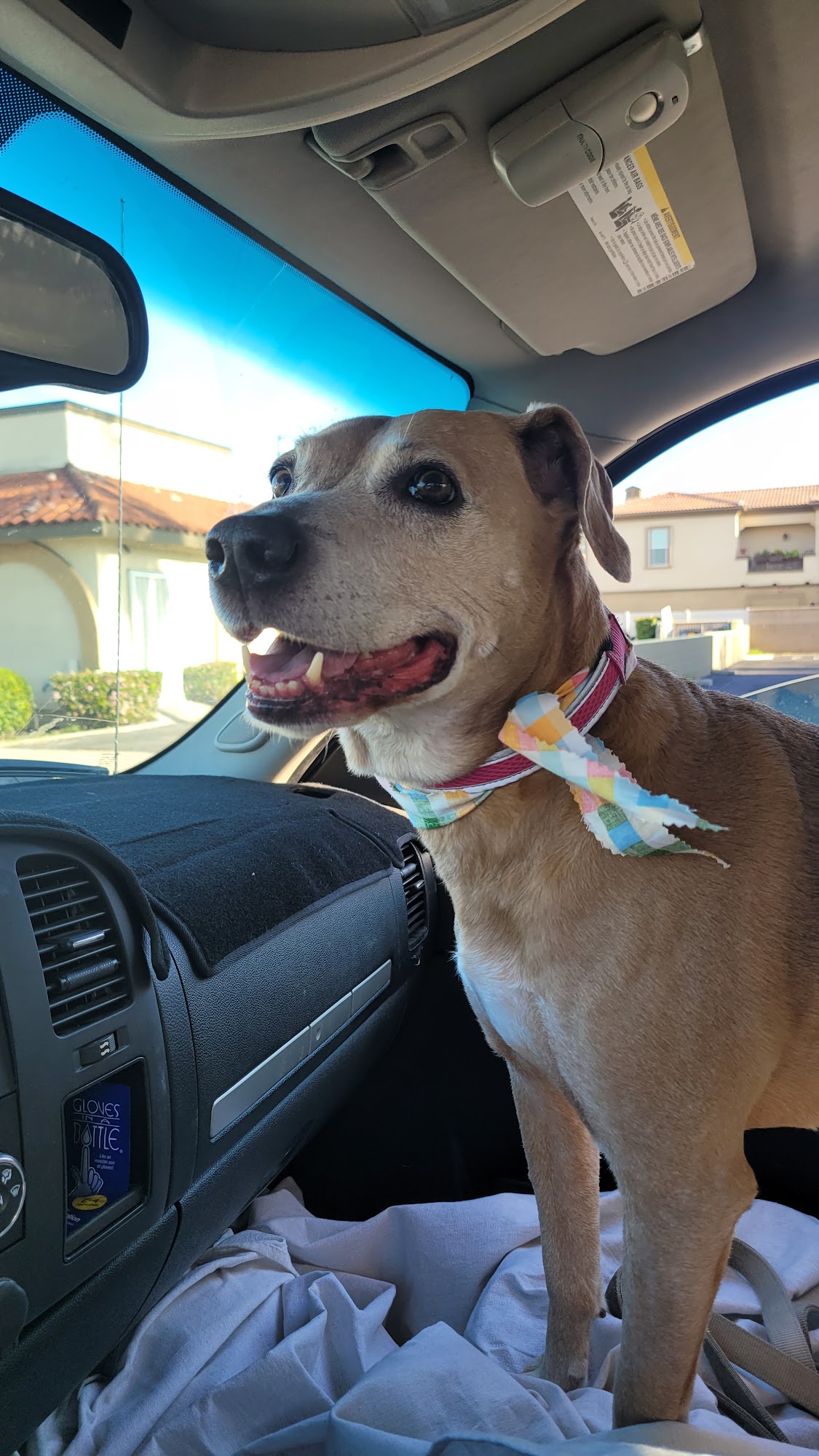 Garden of Grooming Orange