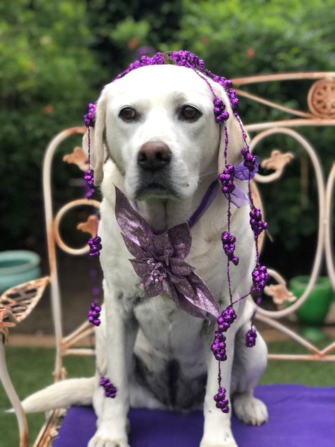 Pooch Sitters Pet Sitting Orange