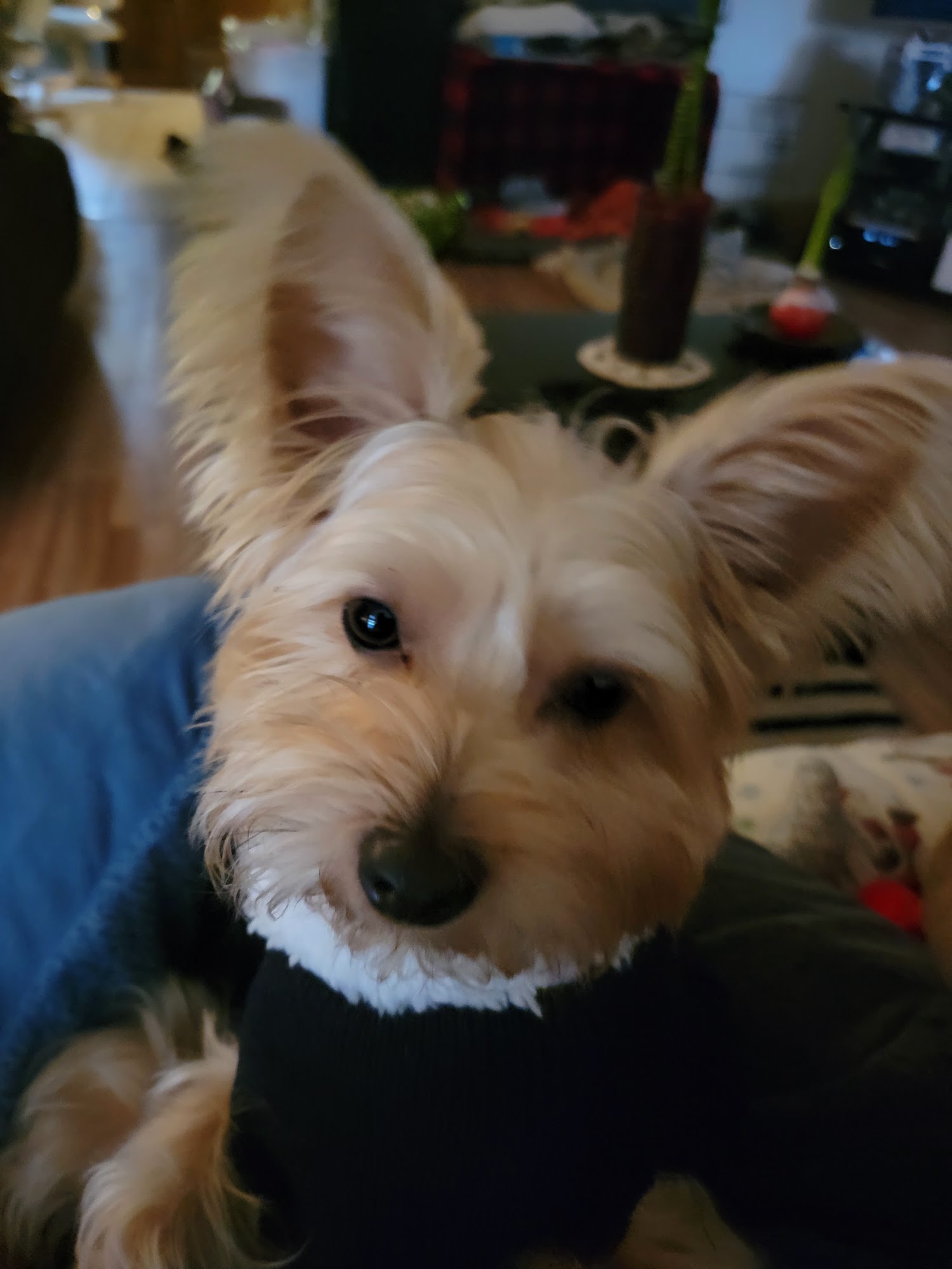 Lynn's Pet Grooming Orangevale