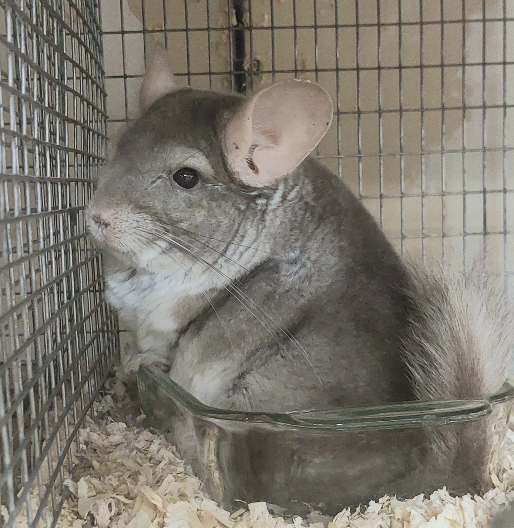 Chinchilla Amore Orangevale