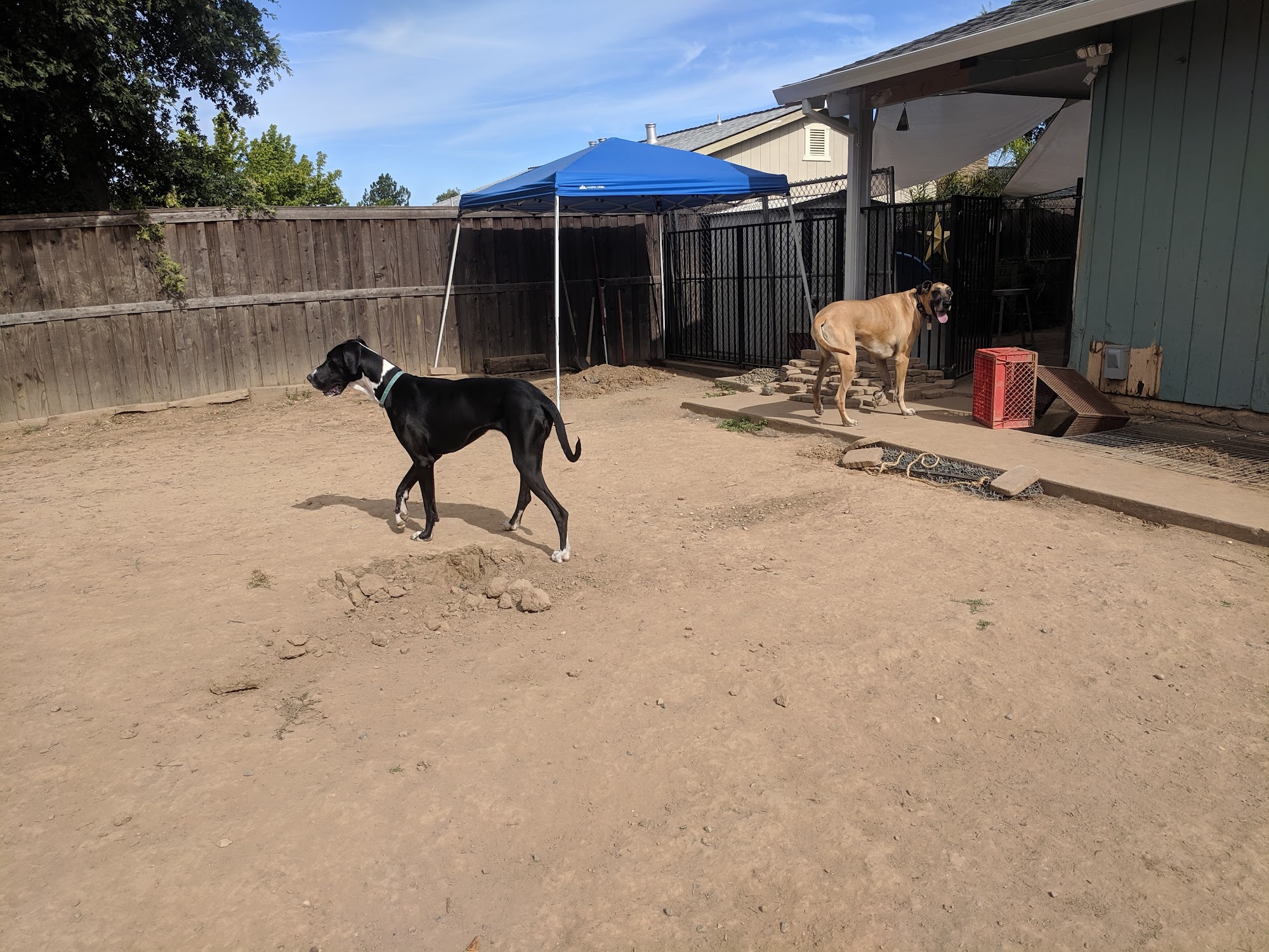 Bow Wow Bed & Breakfast Orangevale