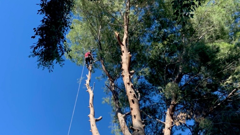 De Rosas Tree Trimming & Landscaping - Professional Tree Removal Service, Quality Tree Care and Maintenance Service