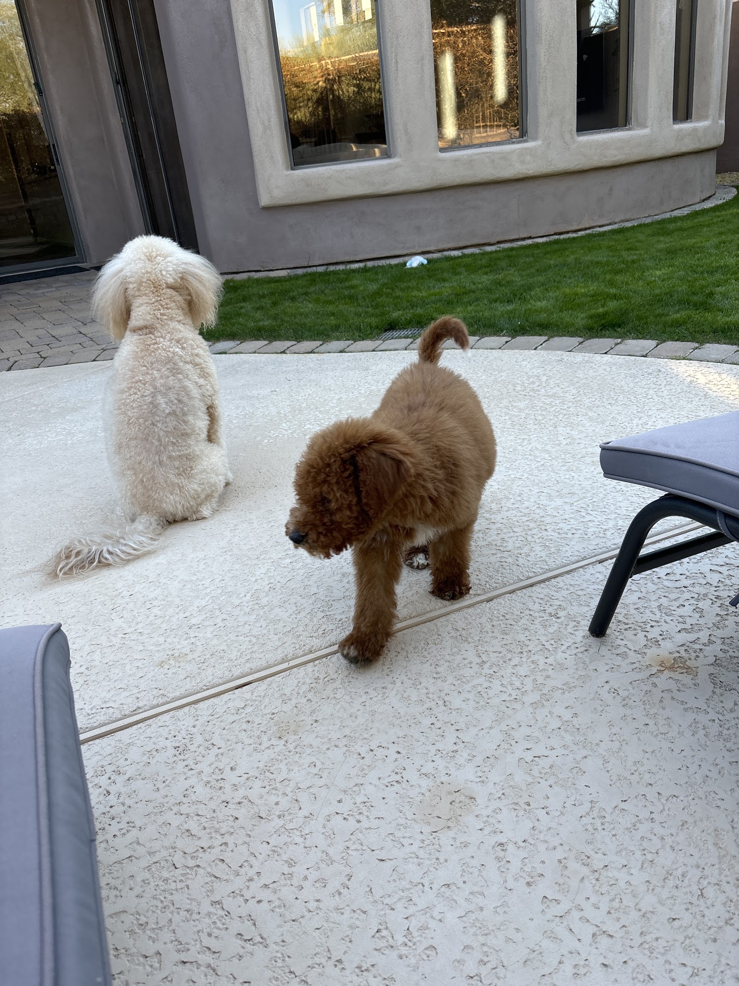 Tropico Kennels Goldendoodles & Bernedoodles Palmdale