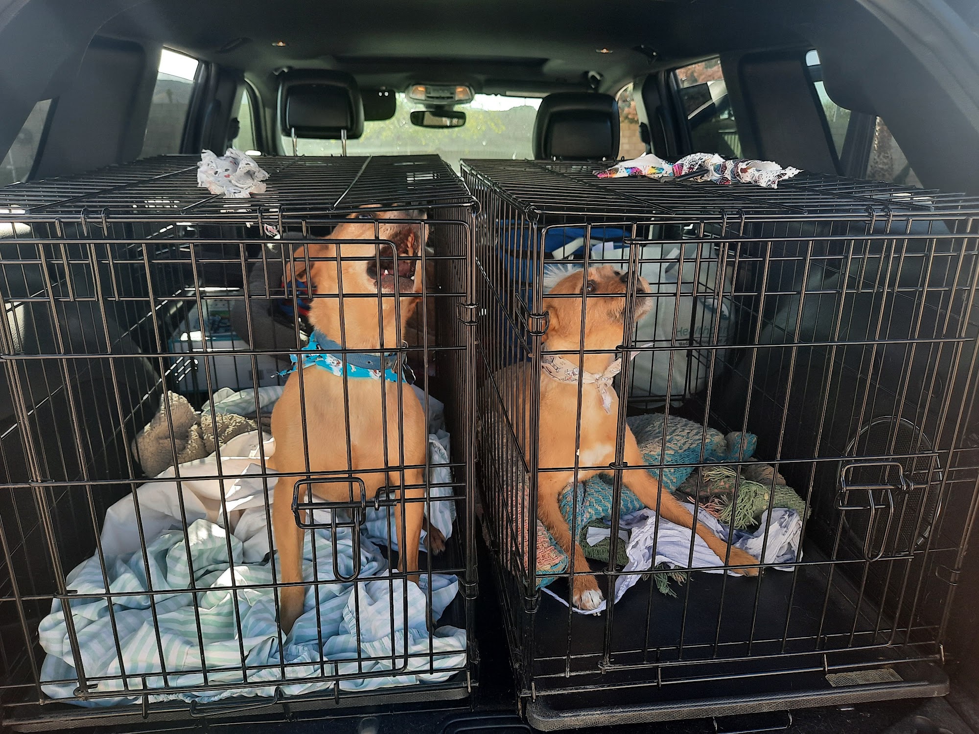 Ken Neill Kennels Palmdale