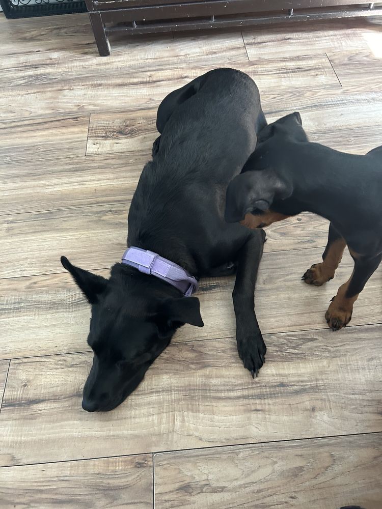 The Dogsmith Grooming Studio Palmdale