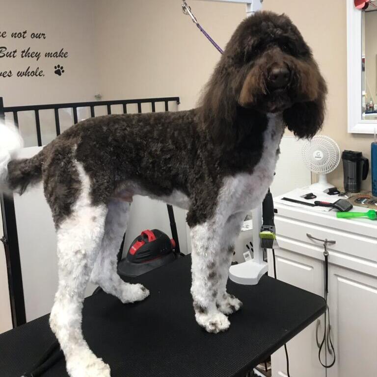 Pampered Pooch Pet Hotel Palmdale