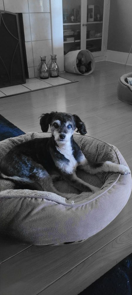 Spaw & G Pet Grooming Pasadena