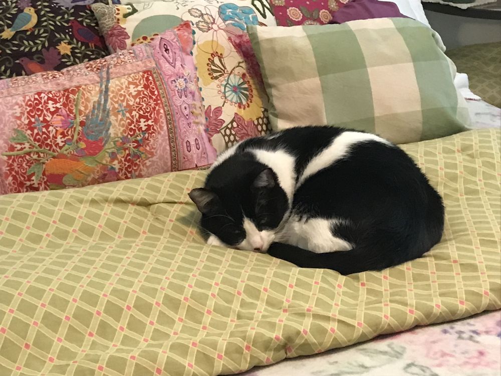 Pet Mama Pet Sitting & Dog Walking Services Pasadena