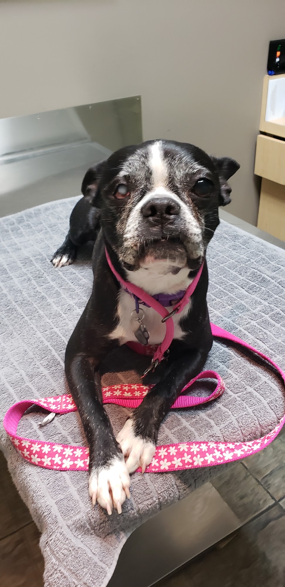 Eye Care for Animals - Pasadena Pasadena