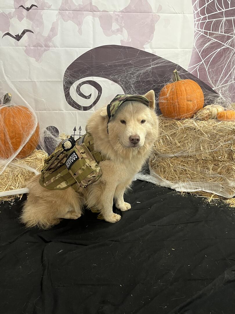 Planet Doggy Pasadena