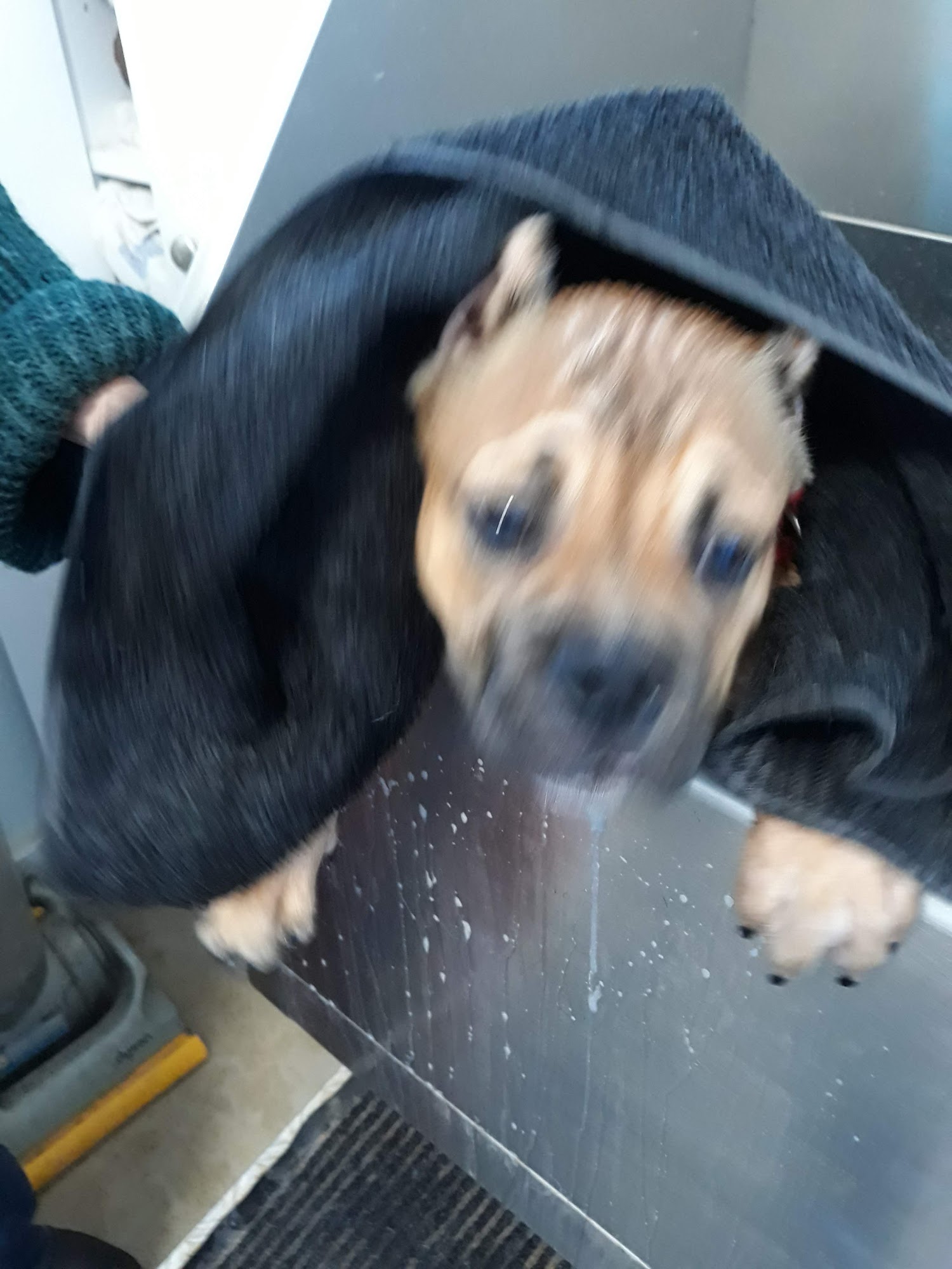 Canterbury Tails Dog Resort Paso Robles