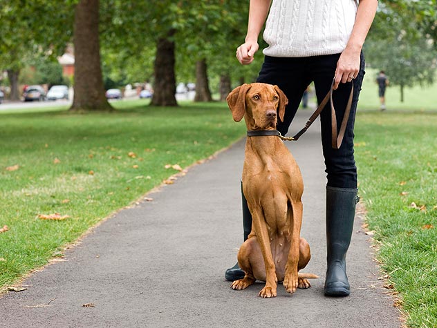 Susan's Bed and Biscuit Paso Robles