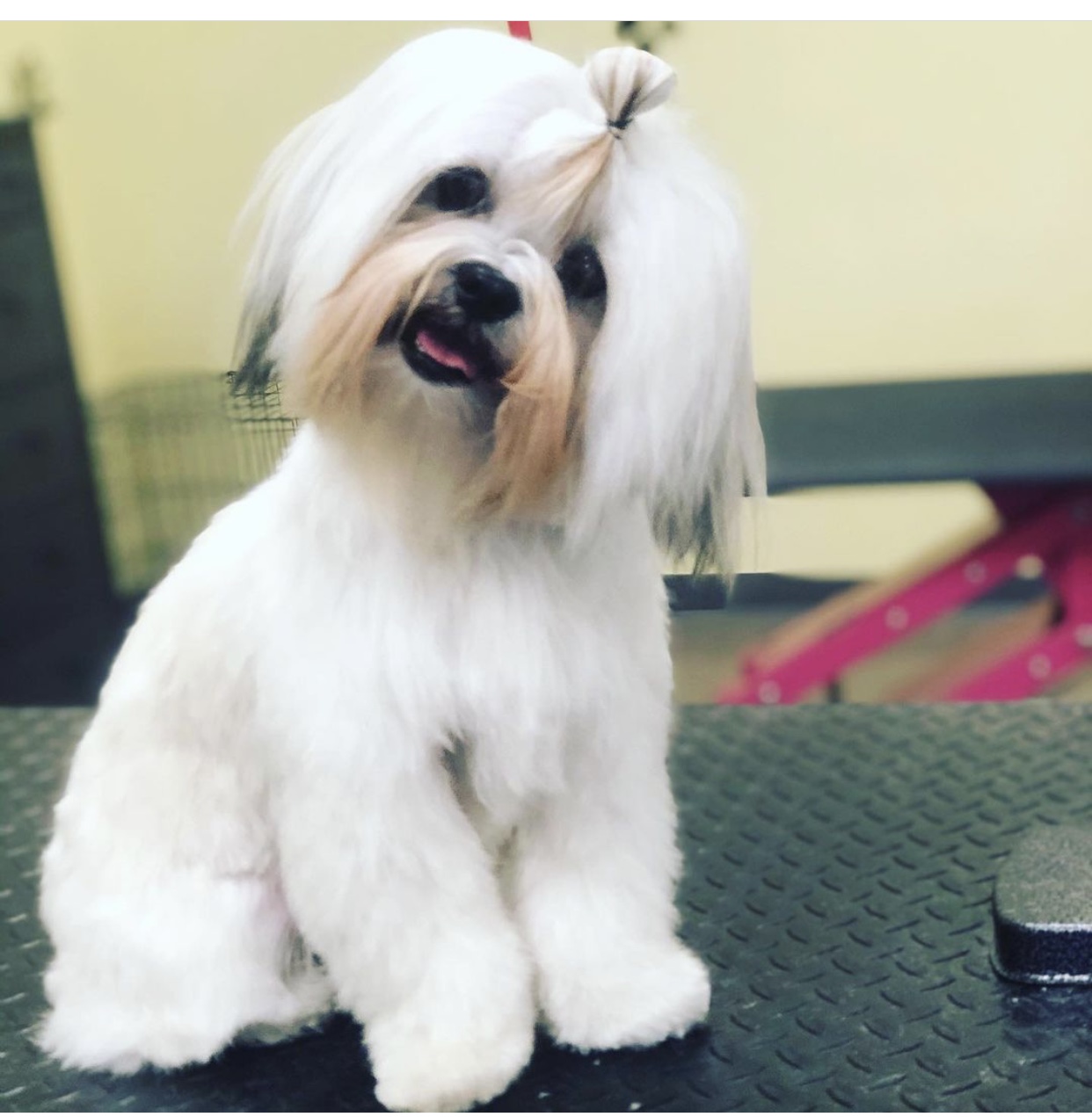 Best In Show Pet Grooming Petaluma