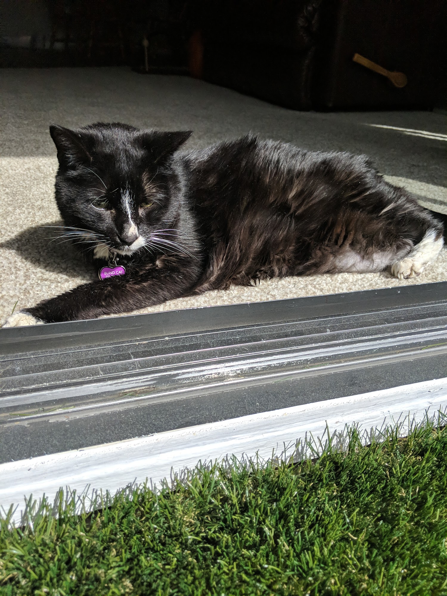 North Bay Animal Services Petaluma