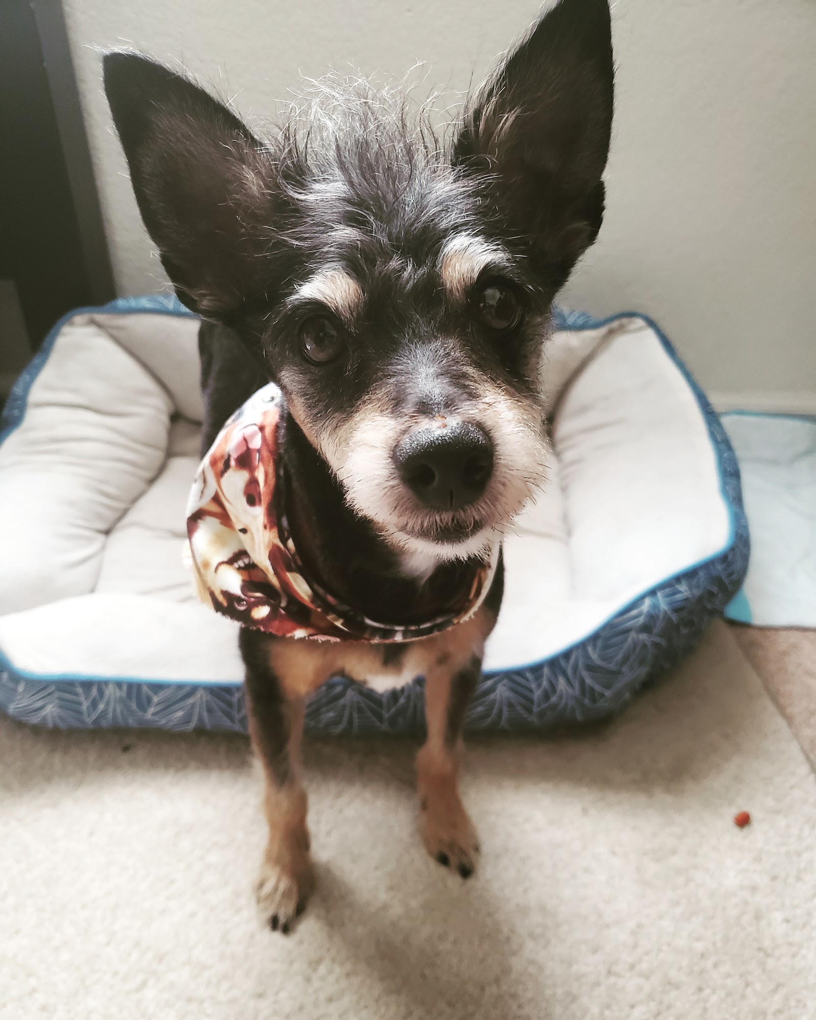 Pinole Paws Pet Grooming Pinole