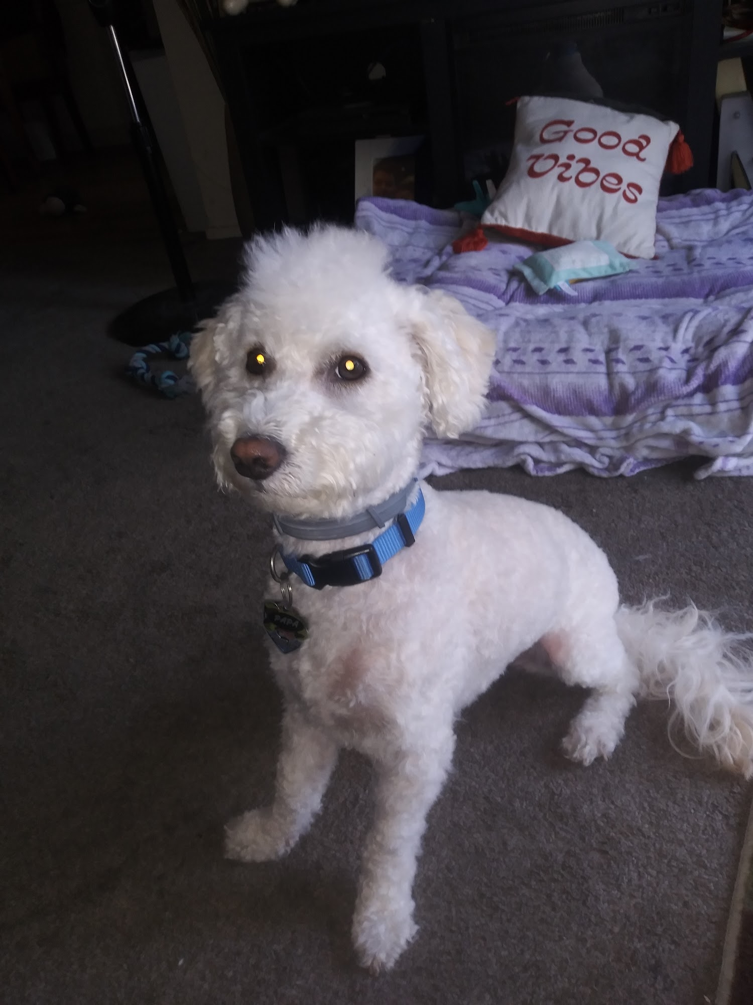 Lovely Pet Grooming Pittsburg