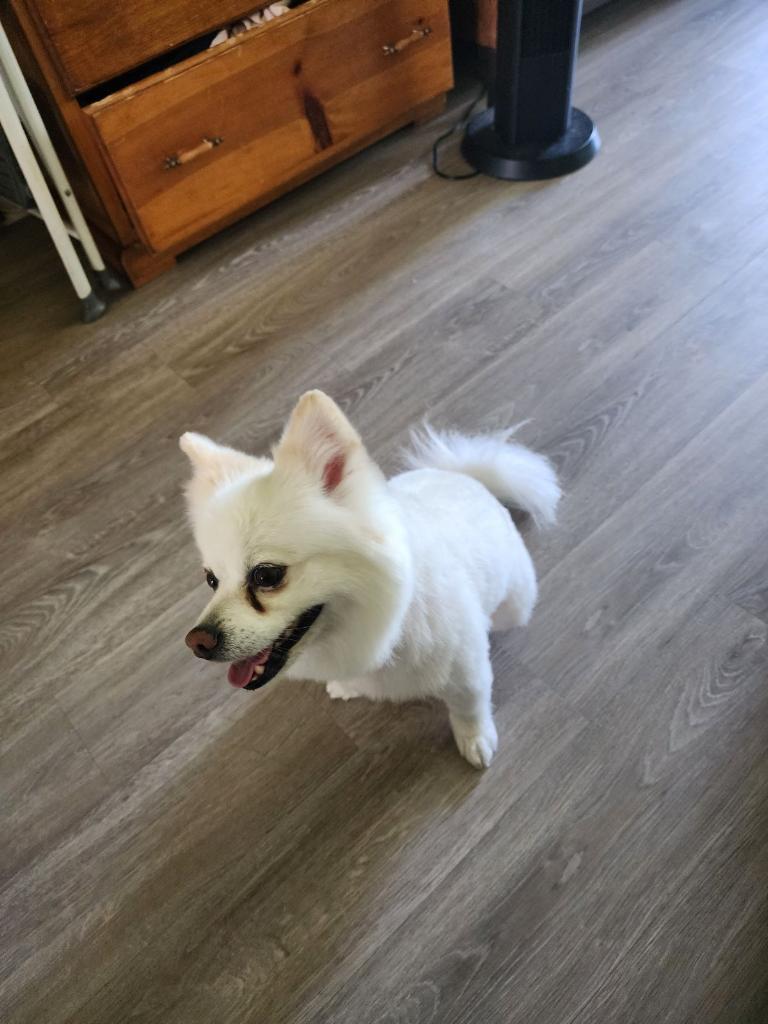 Buddy's Pet Grooming Placentia