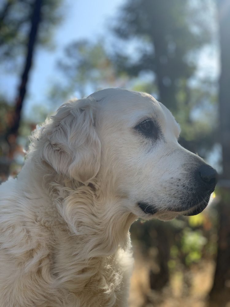 Happy Tails Pet Sitting Placerville