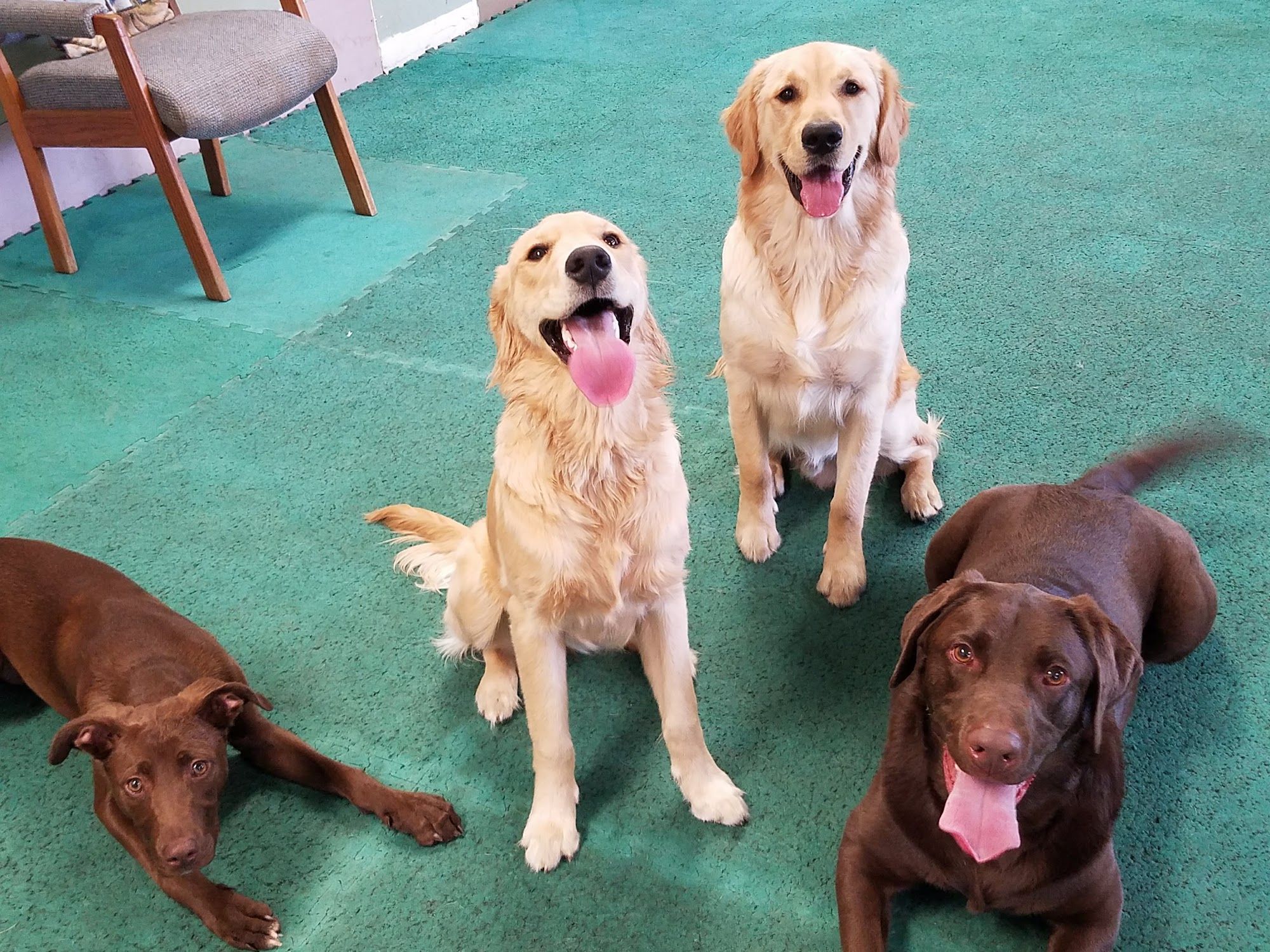 Our Furry Friends Training Placerville