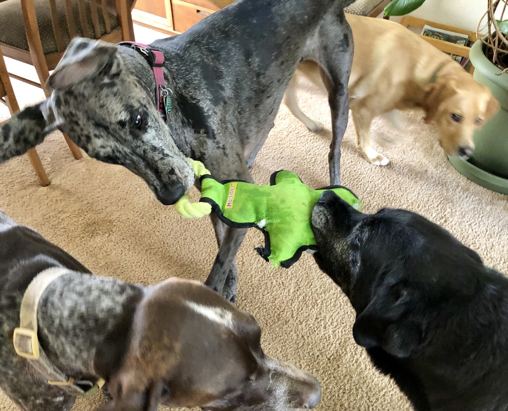 Swansboro Vacation Care Placerville