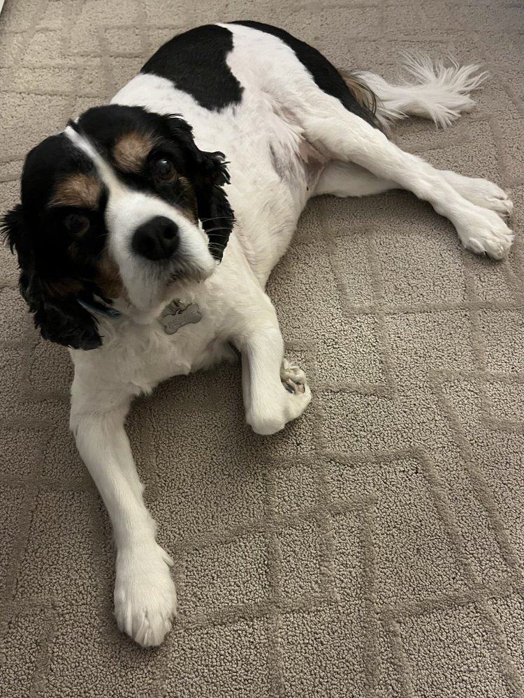 Shear Magic Inc By Cinda Pleasanton