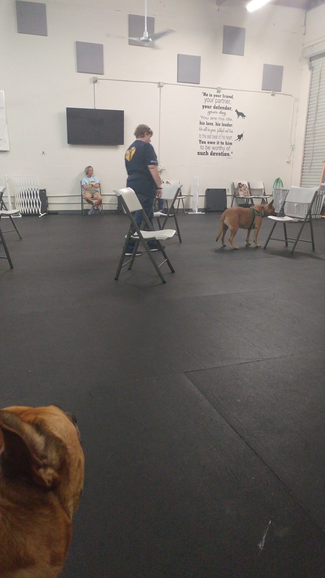 Dodgers Paws Pleasanton