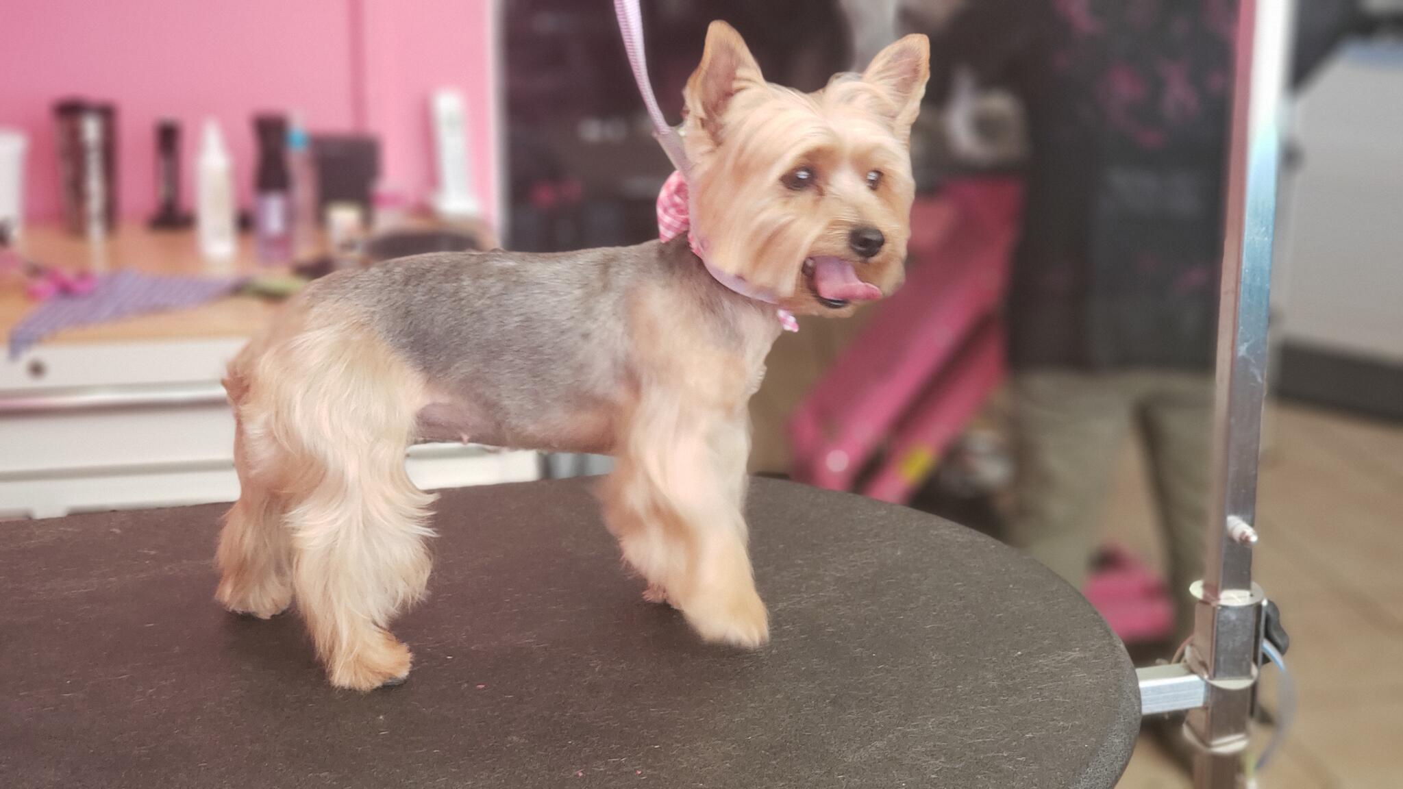 Lili's Pet Grooming Spa & Boutique Pomona
